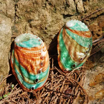 Natural de DIY Abalone Shell de Manchas de Bacia para Esfumaçar e Cones de Incenso Conchas para Artesanato tanque de Peixes paisagismo/pintados à mão 6-7ｃｍ